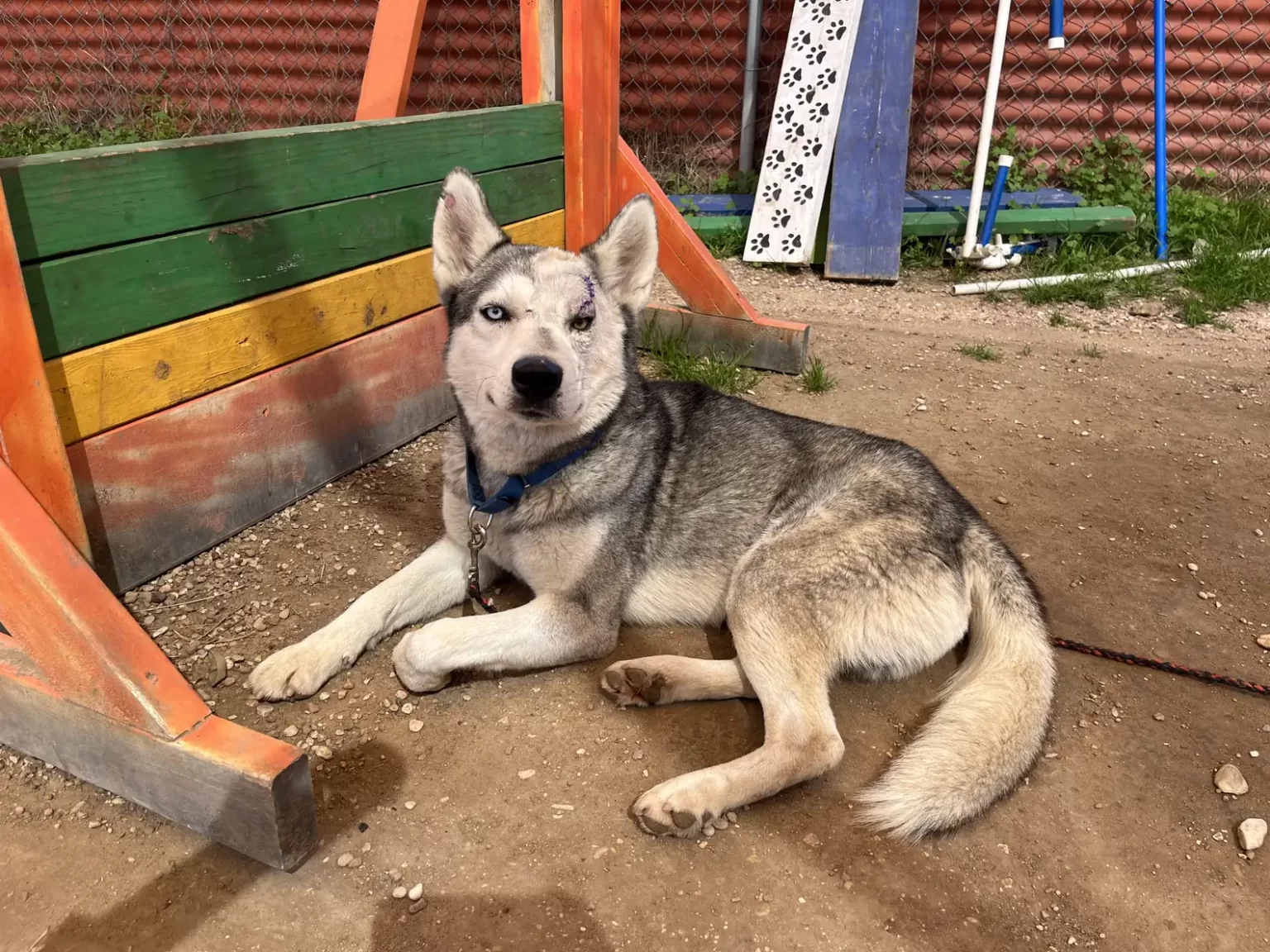 Unwanted Husky Was Losing Hope — Until He Met This Tiny Human