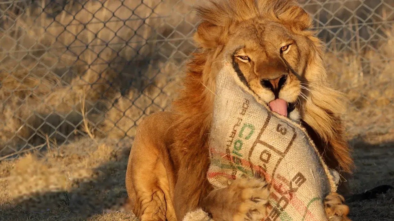 Nervous Rescue Lion Gets His First Taste of Freedom – His Reaction is Heart Melting