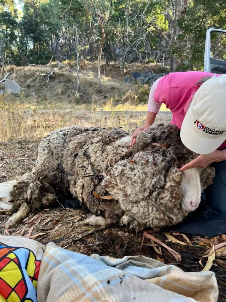 Sheep Who Lost Almost 90 Pounds Of Wool