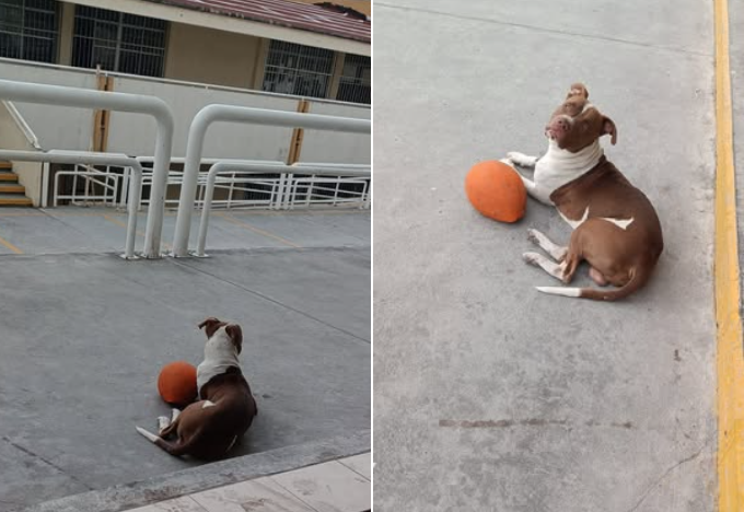 Dog Exiled From Playground Finds the Sweetest Way to Apologize