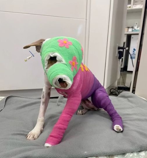 Riona Was Cruelly Set on Fire — After a Year of Healing, She’s Finally Heading to Her Forever Home