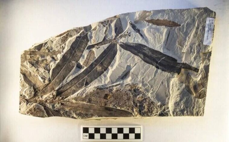 ‘Alien Plant’ Fossil Discovered in Utah Desert Doesn’t Belong to Any Known Species on Earth