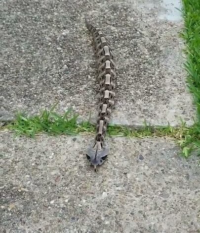 Giving the Gaboon Viper Its First Look: A Master of Stealth and Accuracy