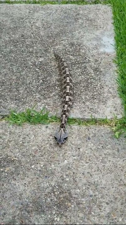 Giving the Gaboon Viper Its First Look: A Master of Stealth and Accuracy